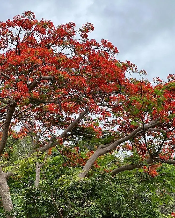 The Serene House Bed & Breakfast Luquillo 0*,